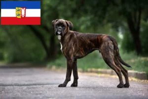 Read more about the article Criadores de boxer e cachorros em Schleswig-Holstein