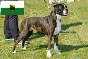 Read more about the article Criadores de boxer e cachorros em Saxónia