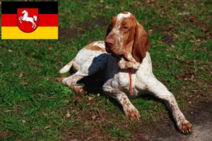 Read more about the article Criadores de Bracco Italiano e cachorros na Baixa Saxónia