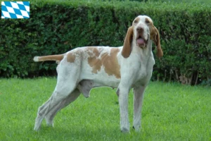 Read more about the article Criadores de Bracco Italiano e cachorros na Baviera