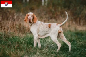 Read more about the article Bracco Italiano criadores e cachorros em Hessen