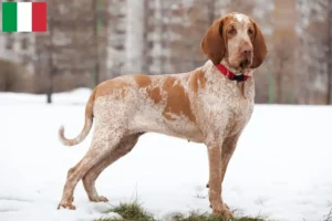 Read more about the article Bracco Italiano criadores e cachorros em Itália