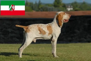 Read more about the article Criadores de Bracco Italiano e cachorros na Renânia do Norte-Vestefália