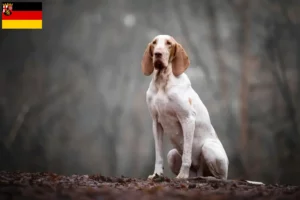 Read more about the article Criadores de Bracco Italiano e cachorros na Renânia-Palatinado