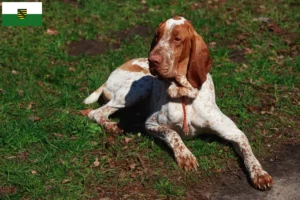 Read more about the article Criadores de Bracco Italiano e cachorros na Saxónia