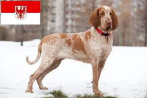 Read more about the article Bracco Italiano criadores e cachorros em Brandenburg