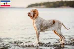 Read more about the article Criadores de Bracco Italiano e cachorros em Mecklenburg-Vorpommern