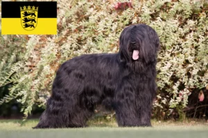 Read more about the article Criadores de Briard e cachorros em Baden-Württemberg