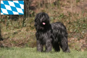 Read more about the article Criadores de Briard e cachorros na Baviera