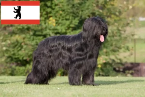 Read more about the article Criadores de Briard e cachorros em Berlim