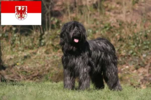 Read more about the article Criadores de Briard e cachorros em Brandenburg