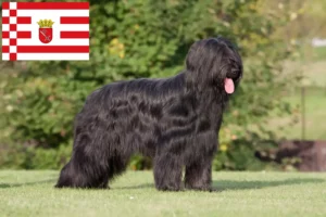 Read more about the article Criador de Briard e cachorros em Bremen