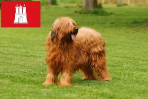 Read more about the article Criadores de Briard e cachorros em Hamburgo