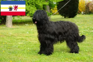 Read more about the article Criadores de Briard e cachorros em Mecklenburg-Vorpommern