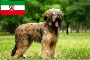 Read more about the article Criadores de Briard e cachorros na Renânia do Norte-Vestefália