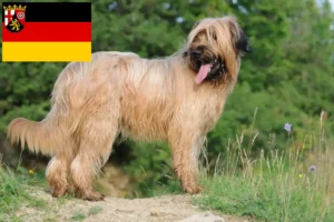 Read more about the article Criadores de Briard e cachorros em Renânia-Palatinado