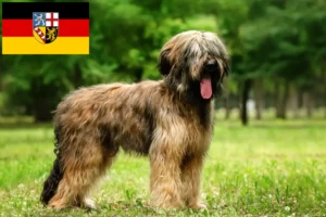 Read more about the article Criadores de Briard e cachorros em Saarland