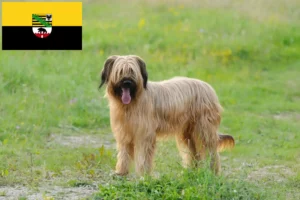 Read more about the article Criadores de Briard e cachorros em Saxónia-Anhalt