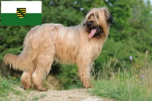 Read more about the article Criadores de Briard e cachorros na Saxónia