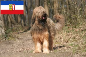 Read more about the article Criadores de Briard e cachorros em Schleswig-Holstein