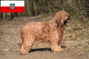 Read more about the article Criadores de Briard e cachorros em Thuringia