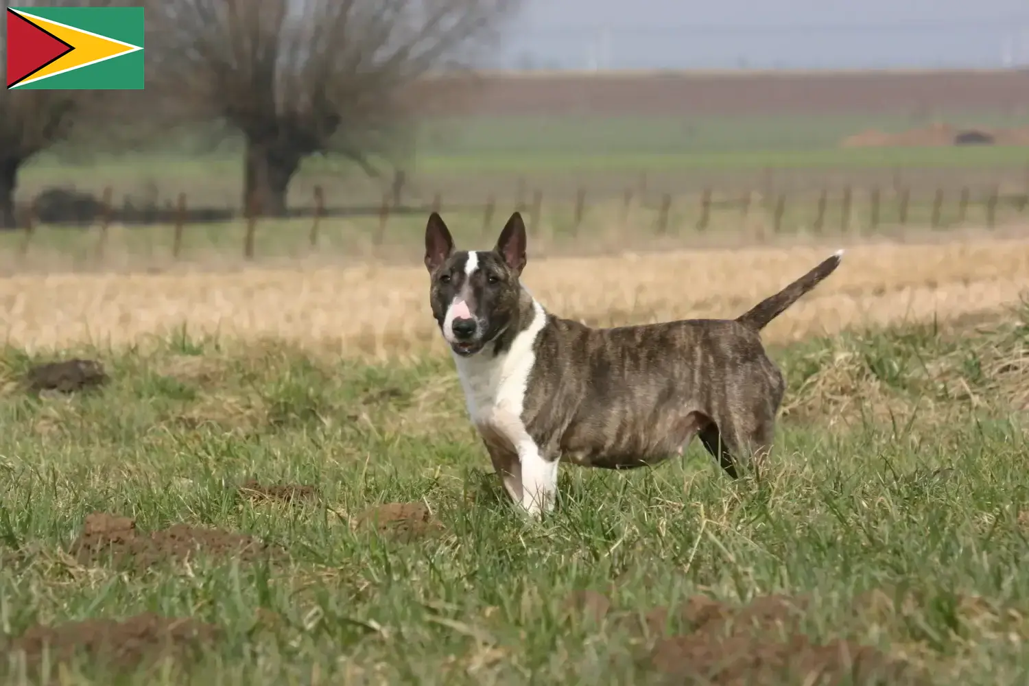 Read more about the article Criadores de Bull Terrier e cachorros na Guiana