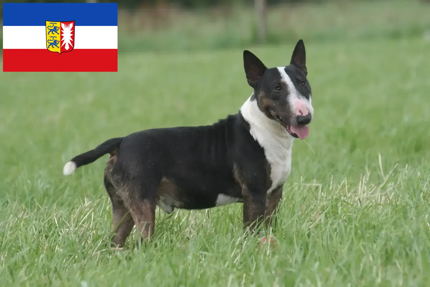 Read more about the article Criadores de Bull Terrier e cachorros em Schleswig-Holstein