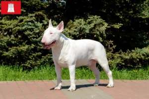 Read more about the article Bull Terrier criadores e cachorros em Hamburgo