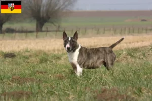 Read more about the article Criadores de Bull Terrier e cachorros em Saarland