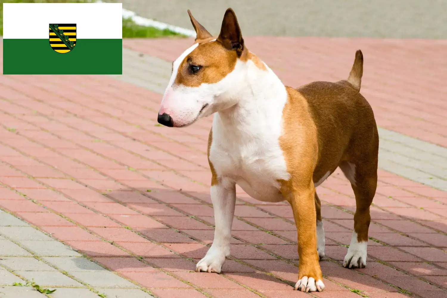 Read more about the article Criadores de Bull Terrier e cachorros em Saxónia