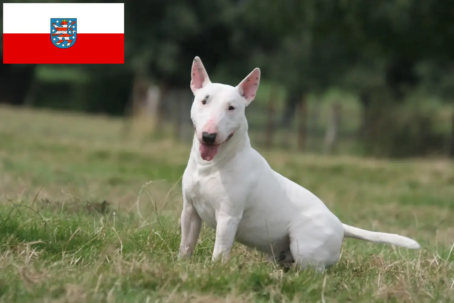 Read more about the article Criadores de Bull Terrier e cachorros em Thuringia