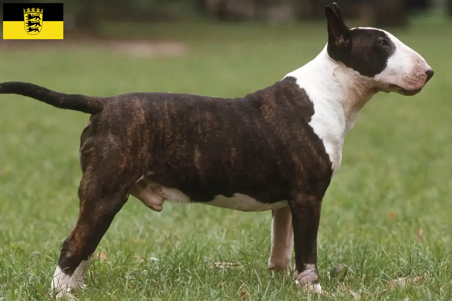 Read more about the article Criadores de Bull Terrier e cachorros em Baden-Württemberg