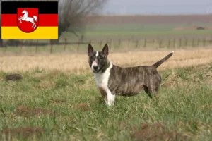 Read more about the article Criadores de Bull Terrier e cachorros na Baixa Saxónia