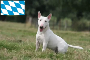 Read more about the article Criadores de Bull Terrier e cachorros em Bavaria