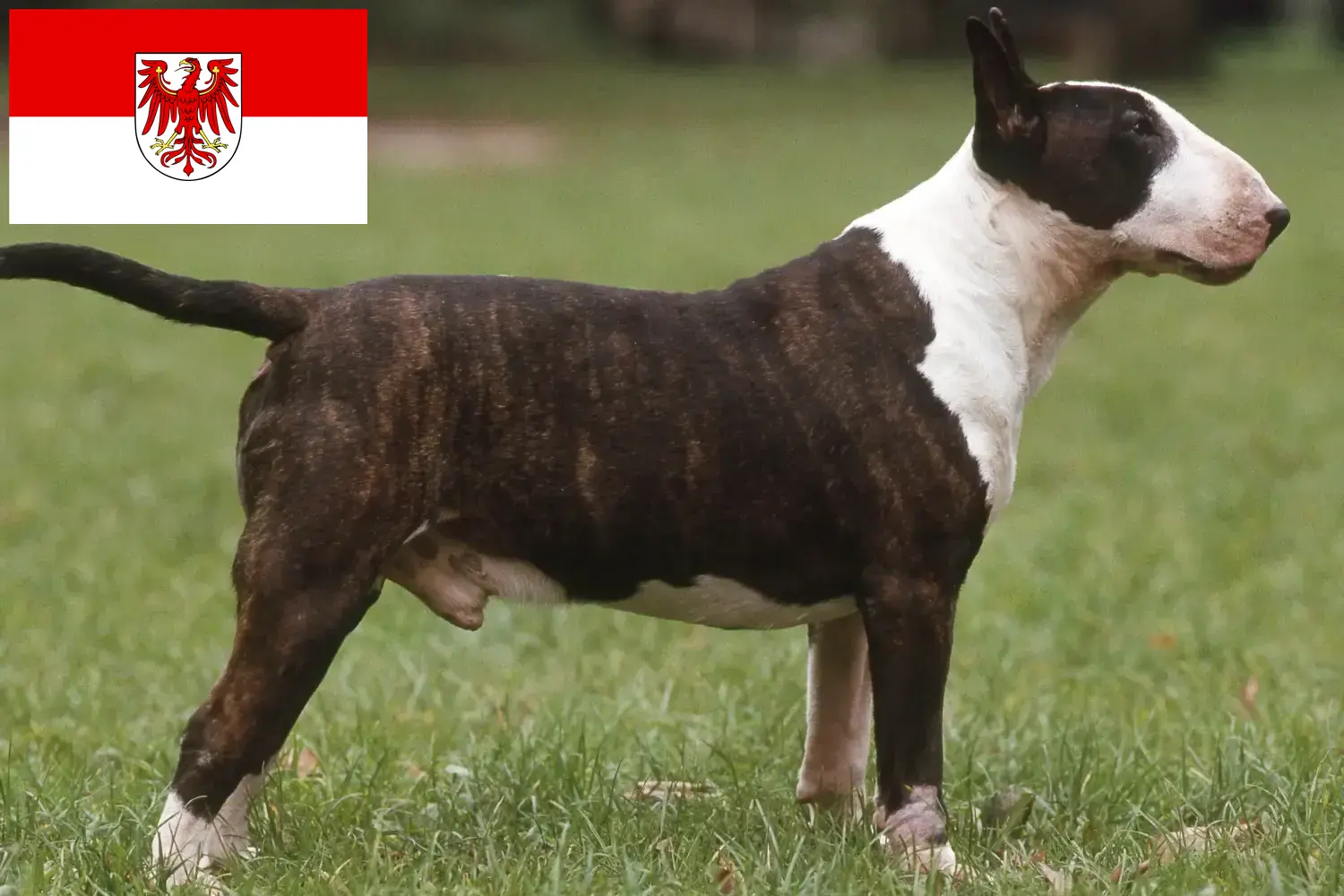 Read more about the article Criadores de Bull Terrier e cachorros em Brandenburg