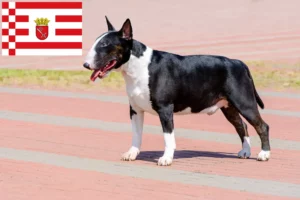 Read more about the article Bull Terrier criadores e cachorros em Bremen