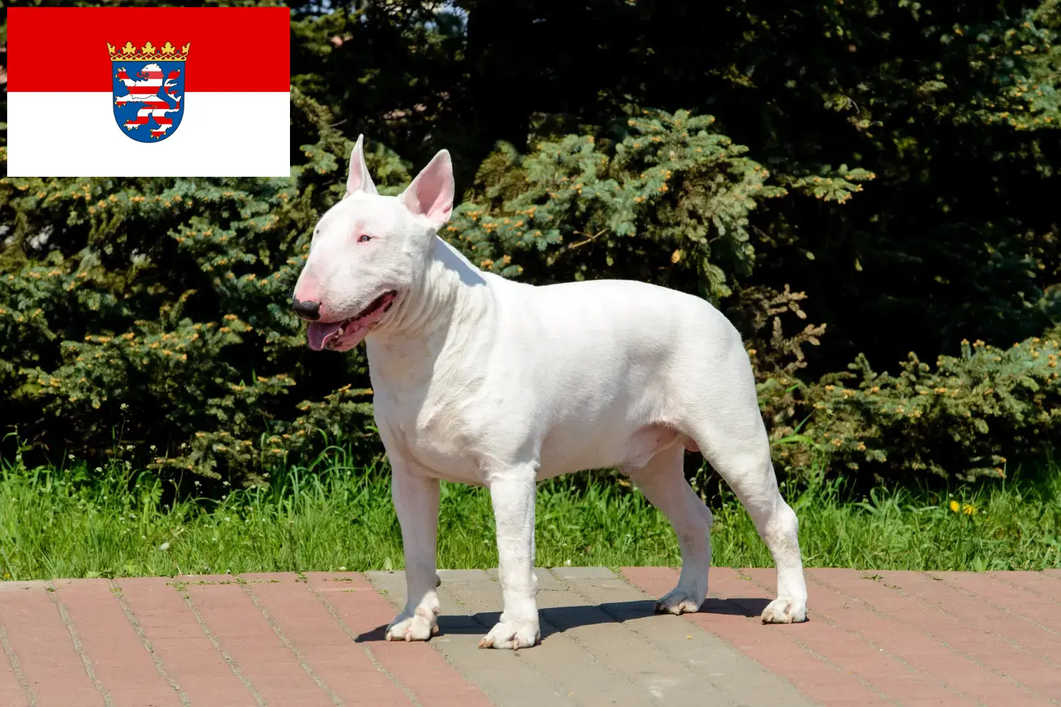 Read more about the article Criadores de Bull Terrier e cachorros em Hessen