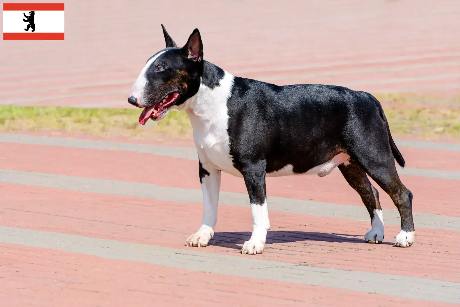 Read more about the article Criadores de Bull Terrier e cachorros em Berlim