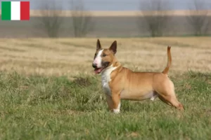 Read more about the article Criadores de Bull Terrier e cachorros em Itália