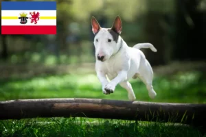 Read more about the article Criadores de Bull Terrier e cachorros em Mecklenburg-Vorpommern