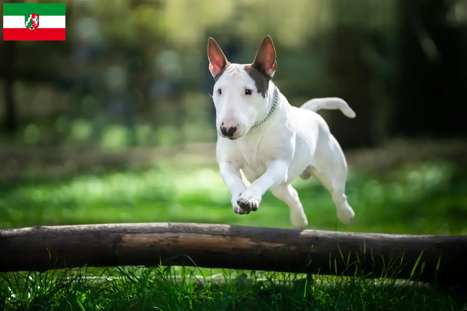 Read more about the article Criadores de Bull Terrier e cachorros em Renânia do Norte-Vestefália