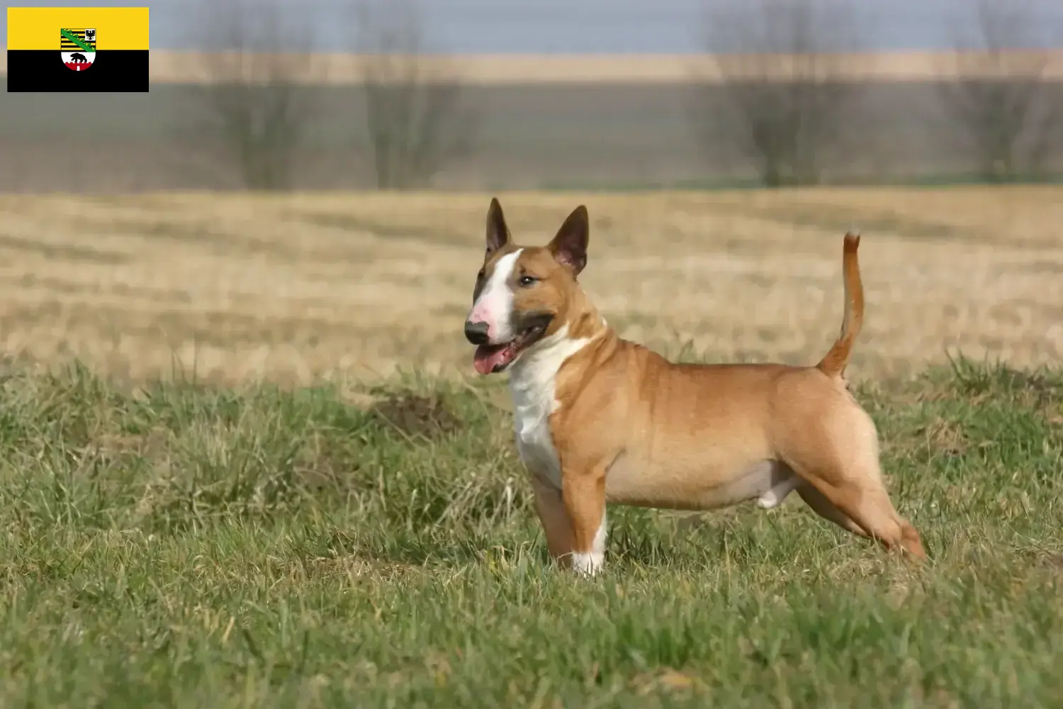 Read more about the article Criadores de Bull Terrier e cachorros em Saxónia-Anhalt