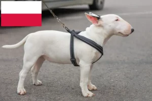 Read more about the article Criadores de Bull Terrier Miniatura e cachorros na Polónia