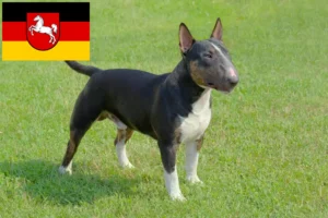 Read more about the article Criadores de Bull Terrier Miniatura e cachorros na Baixa Saxónia