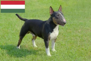 Read more about the article Criadores de Bull Terrier Miniatura e cachorros na Hungria