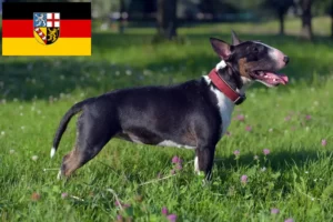 Read more about the article Criadores de Bull Terrier miniatura e cachorros em Saarland