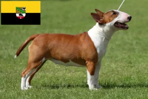 Read more about the article Criadores de Bull Terrier Miniatura e cachorros em Saxónia-Anhalt