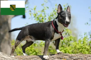 Read more about the article Criadores de Bull Terrier Miniatura e cachorros em Saxónia