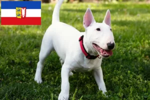 Read more about the article Criadores de Bull Terrier Miniatura e cachorros em Schleswig-Holstein