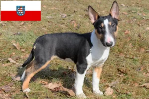 Read more about the article Criadores de Bull Terrier miniatura e cachorros em Thuringia